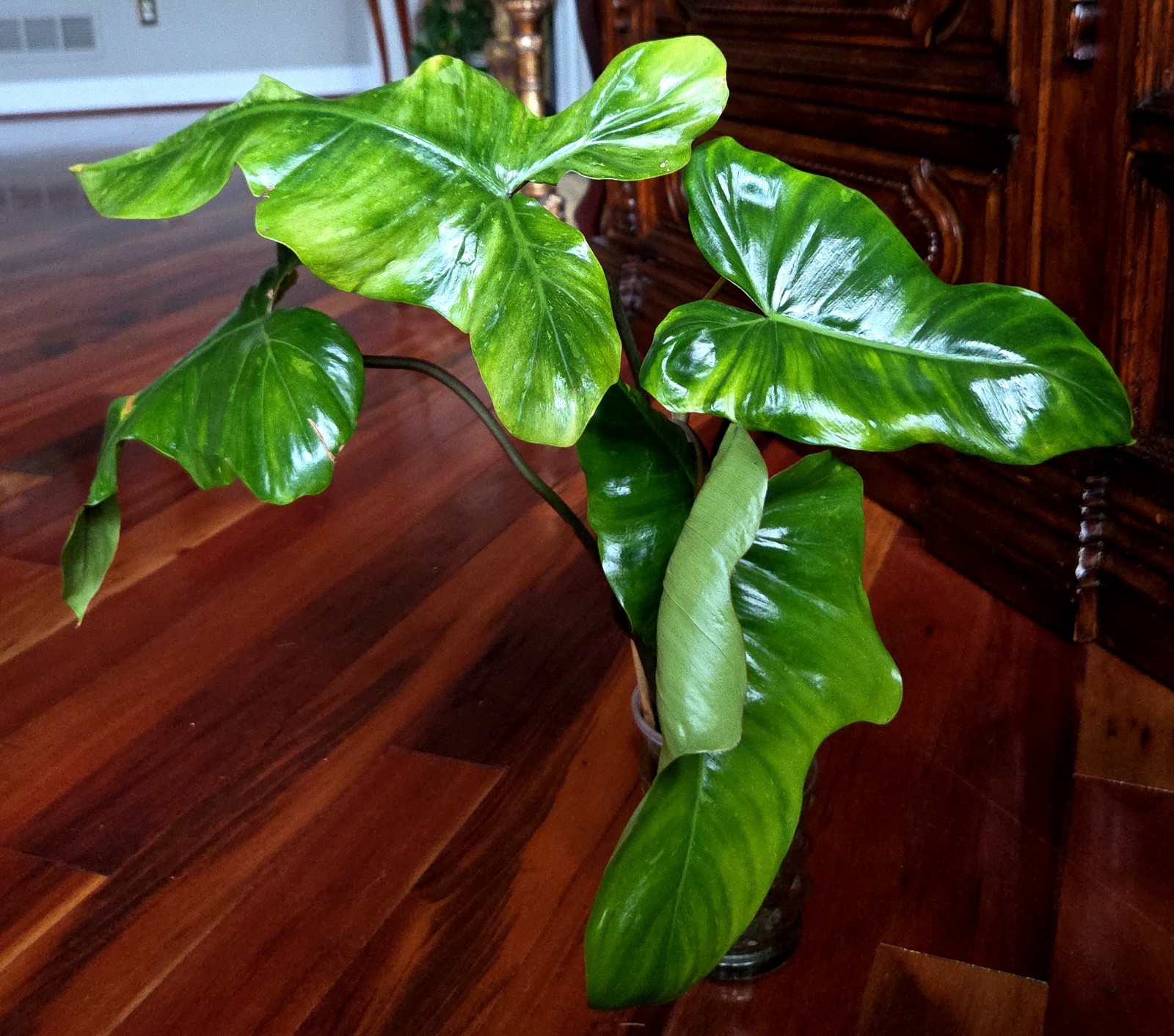 Rare Philodendron Minty GOG Florida Beauty X Radiatum 22″ Tall Not Monstera