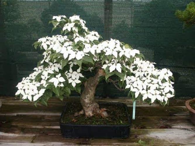 Bonsai Tree Seeds – Flowering Dogwood – 20 Seeds – Beautiful Flowering Bonsai Tr