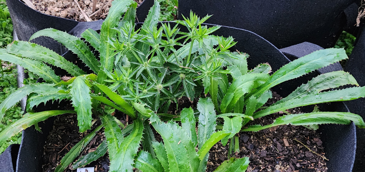 Live Culantro Plant (Eryngium foetidum) – 4″ Tall – 3.5″ Pot – Culinary Herb