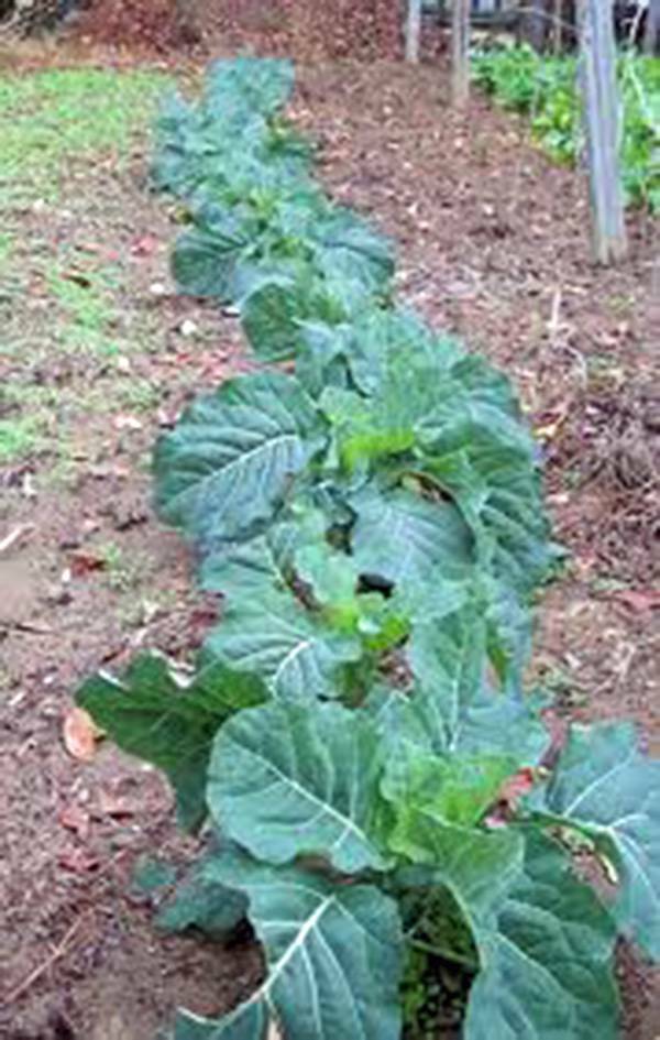 COLLARD GREEN SEED, CHAMPION, HEIRLOOM, NON GMO, 500 SEEDS, GREENS