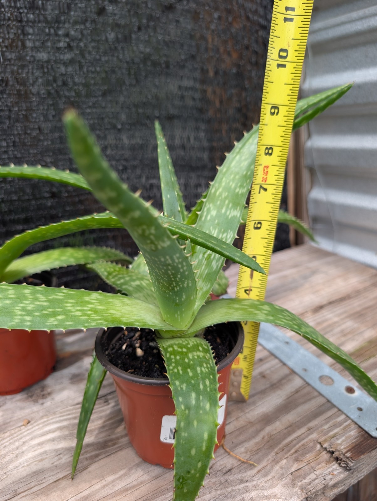 Coral Flowering Soap Aloe maculata Pollinator Plant Succulent 12″+ So Many Uses!