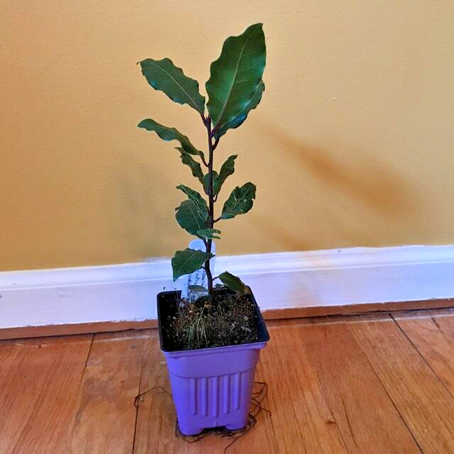 Bay Leaf Tree – 6-10″ Tall Live Plant, 3″ Pot – Sweet Bay Laurel, Laurus nobilis