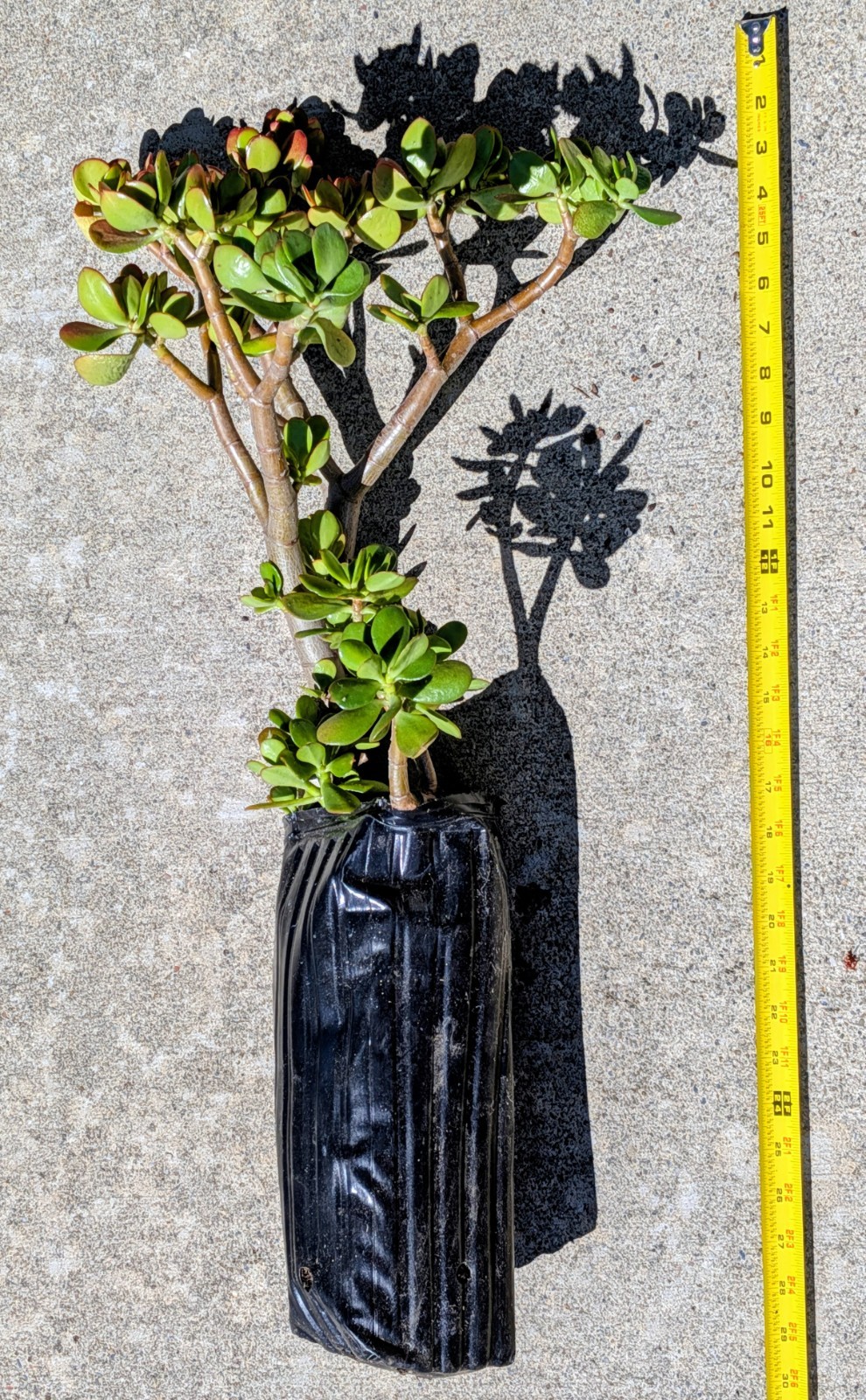 U Pick Any One Crassula Ovata 28″H~30″H Jade Plant Tree Stumps In 12″H Tree Pots