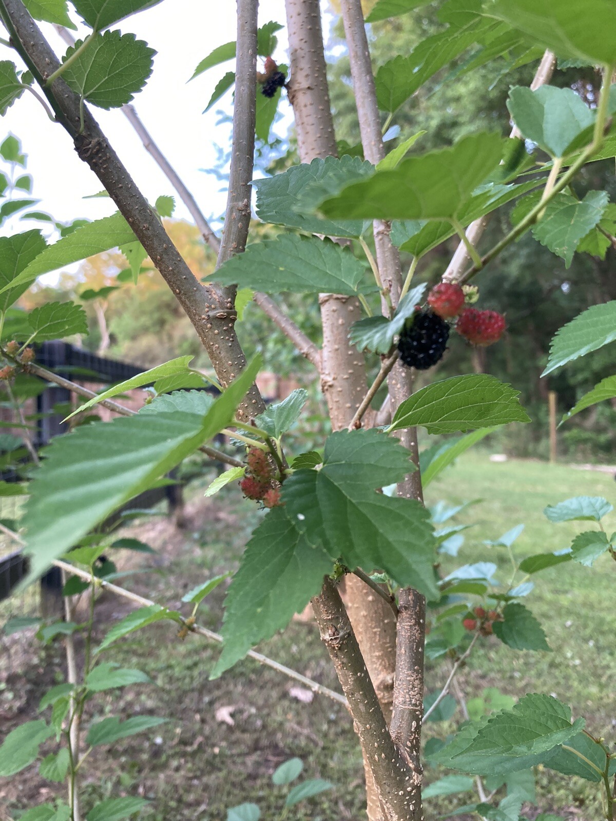 (2) Mature Florida Everbearing Black Mulberry Rooted Tree Cuttings 6” Bare Root