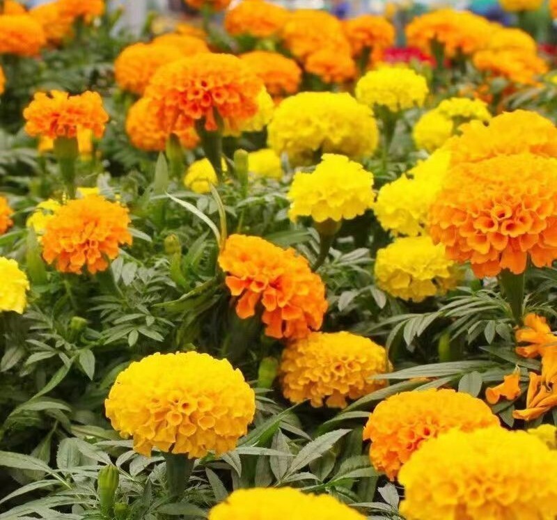 200+Petite French Marigold Seeds Mix Garden Pest Deterrent Dwarf Flowers USA