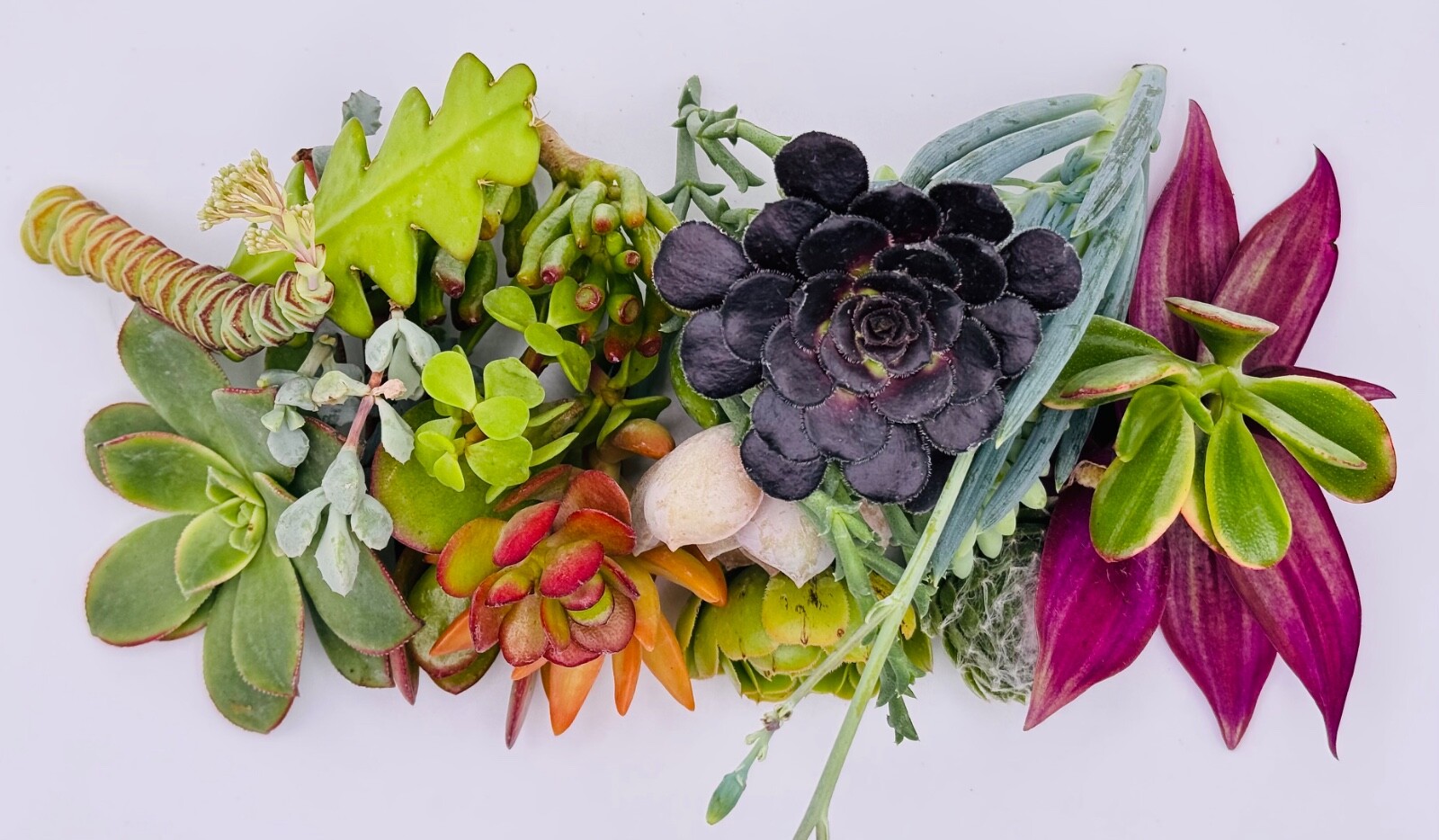 15 Assorted Succulent Cuttings, no 2 alike, ready to Plant. Cuttings Not Rooted.