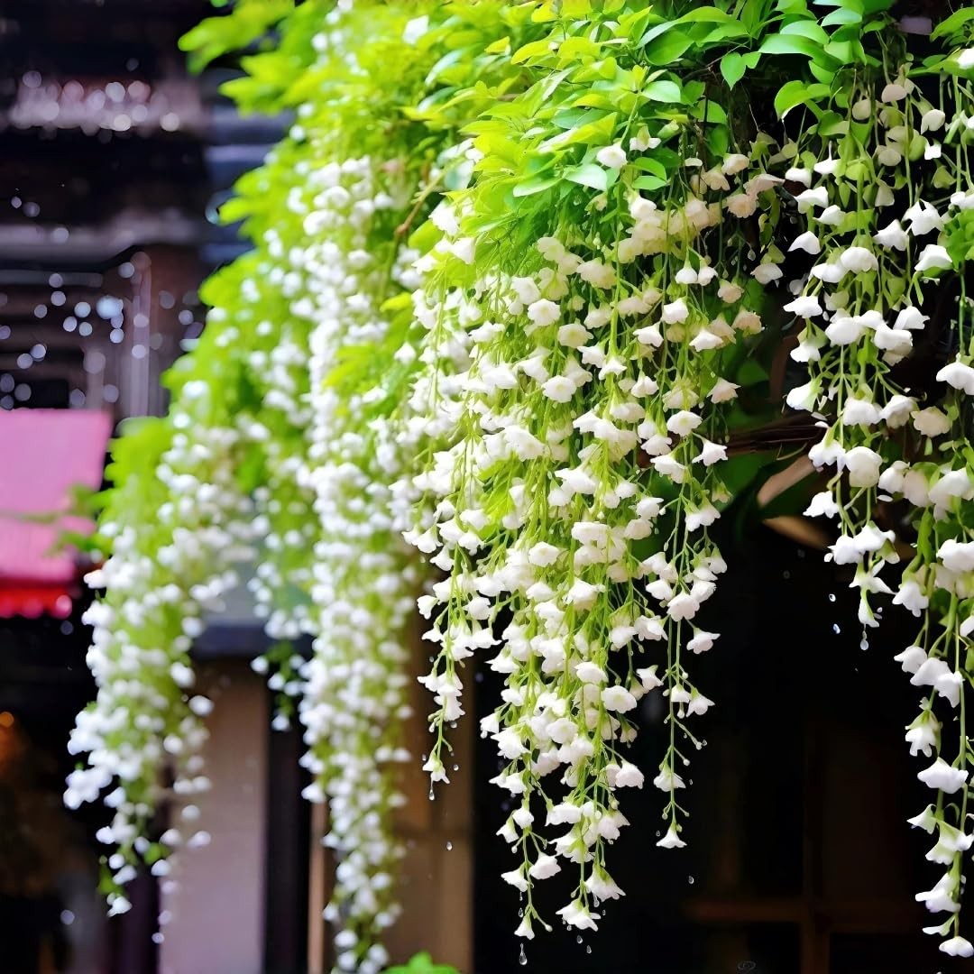 Weeping Jasmine Seeds (300 PCS) – Fragrant Cascading White Flowers, white