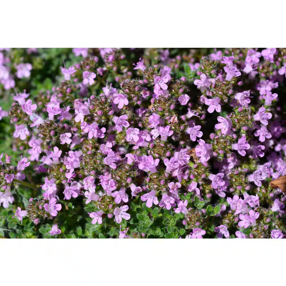 1 Gal. Pink Chintz Creeping Thyme (Thymus Serpyllum) Live Flowering Full Sun Per