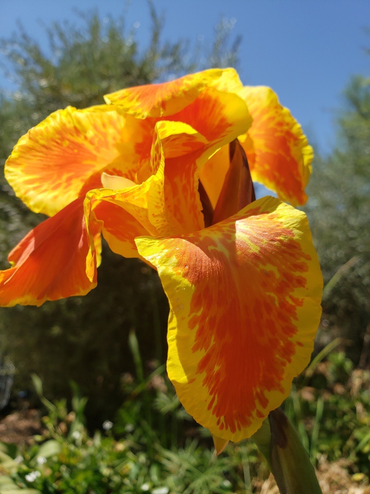2 Orange /yellow Canna Lily King Humbert bog pond plant (not just a rhizome)