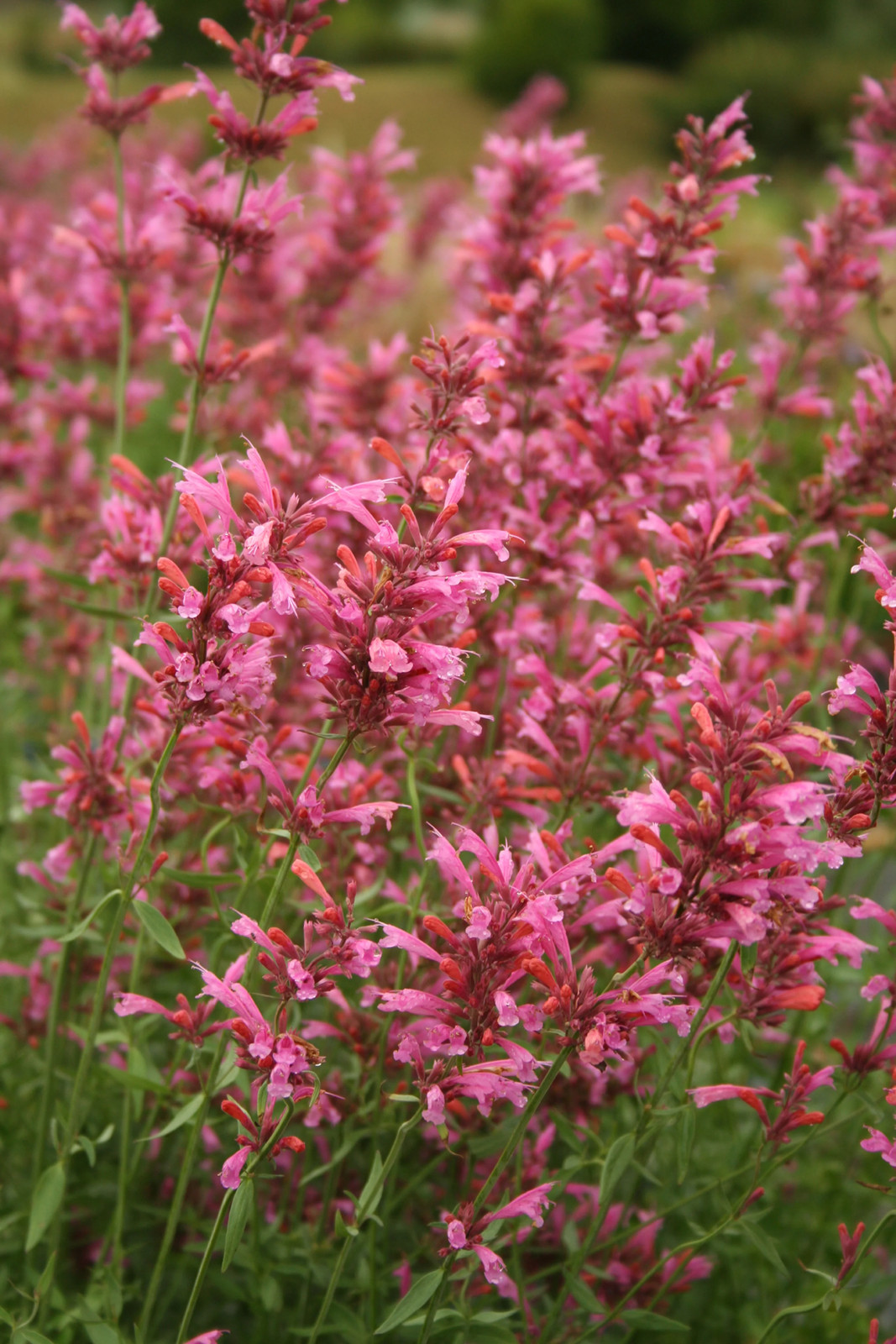 30 MIXED COLORS AGASTACHE Aurantiaca Cana Hummingbird Mint Hyssop Flower Seeds
