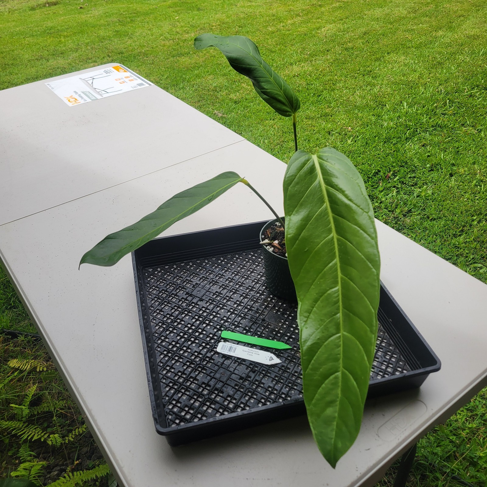 Anthurium Spectabile Wide Form, Exact Plant Ships Nationwide