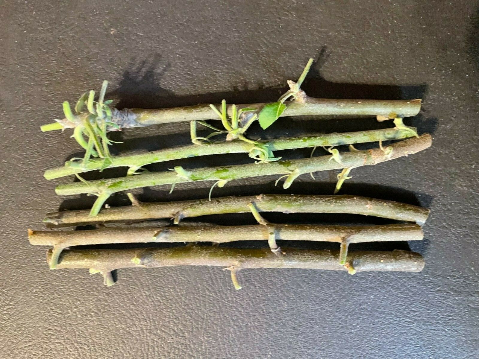 5 Anna Apple STICK CUTTINGS with BUD for GRAFTING or Planting