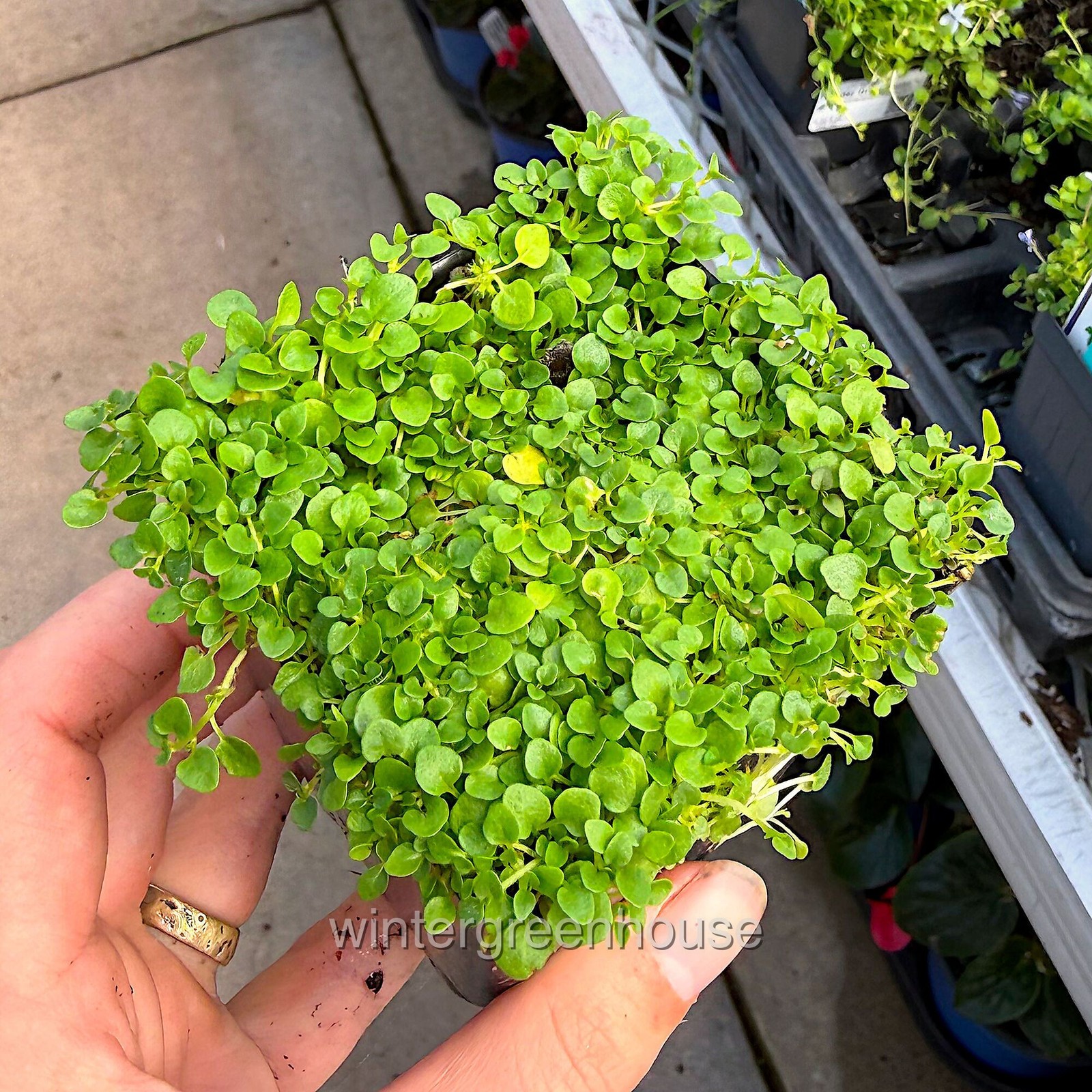Mentha requienii, Mint Corsican, Container Size: 3″ (2.6×3.5″)