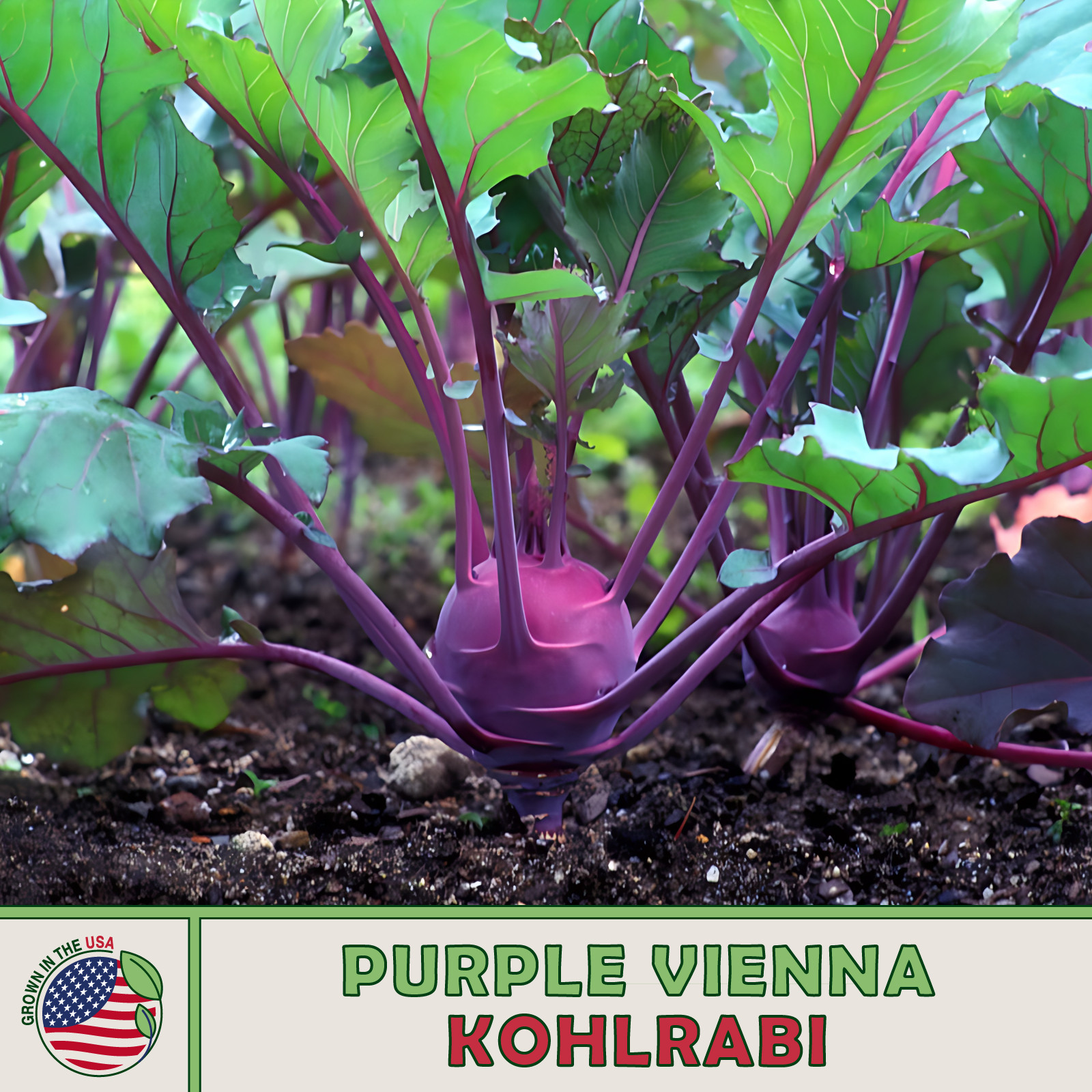 1000 Purple Vienna Kohlrabi Seeds, Brassica oleracea, Non-GMO, Genuine USA