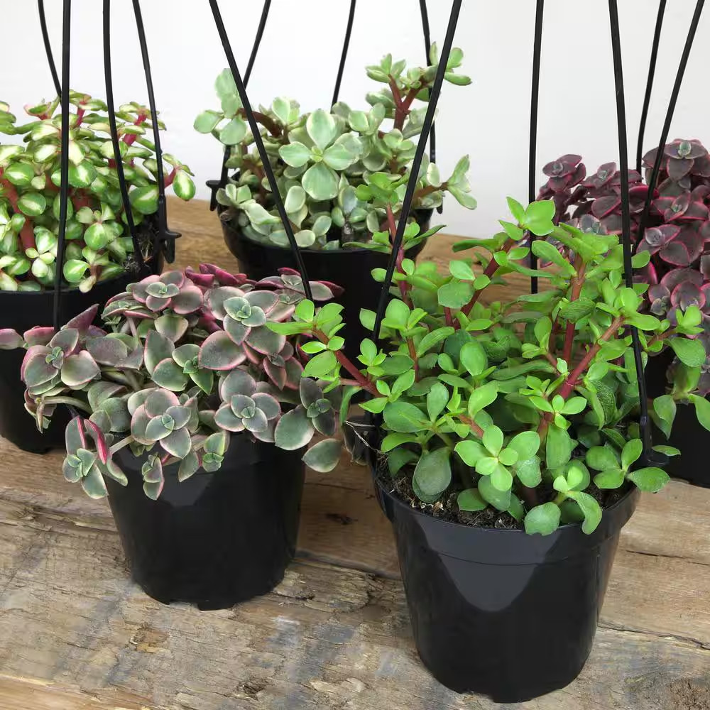 Hanging Succulent House Plants in 3.5 In. Grower Pots (3-Pack)