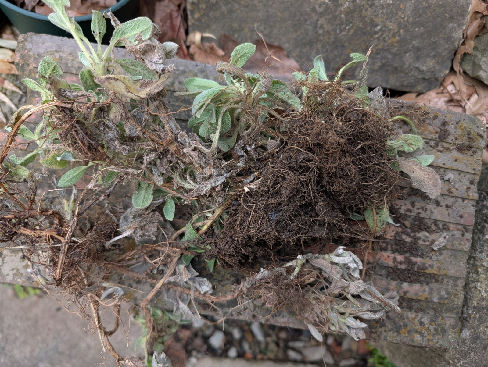 Lambs Ears Live Bareroot Plants Square Foot Perennial Sturdy Lots of Plants