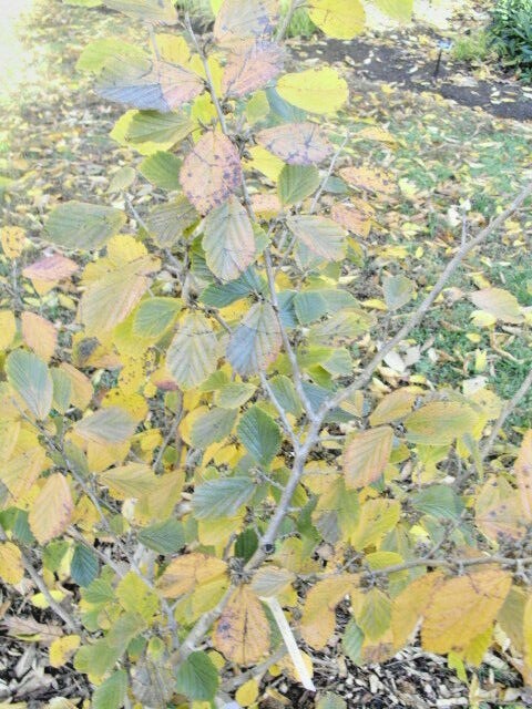 10 TSUKUBANA-KUREAI WITCH HAZEL SEEEDS – Hamamelis japonica ‘Tsukubana-kureai’