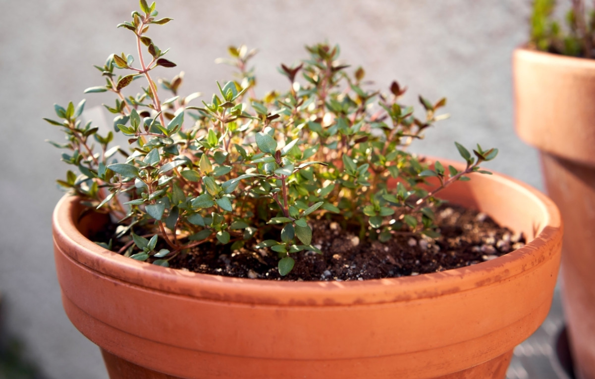 3 Live English Thyme Plants,2–6″Tall, No Pot, Culinary & Aromatic Perennial Herb