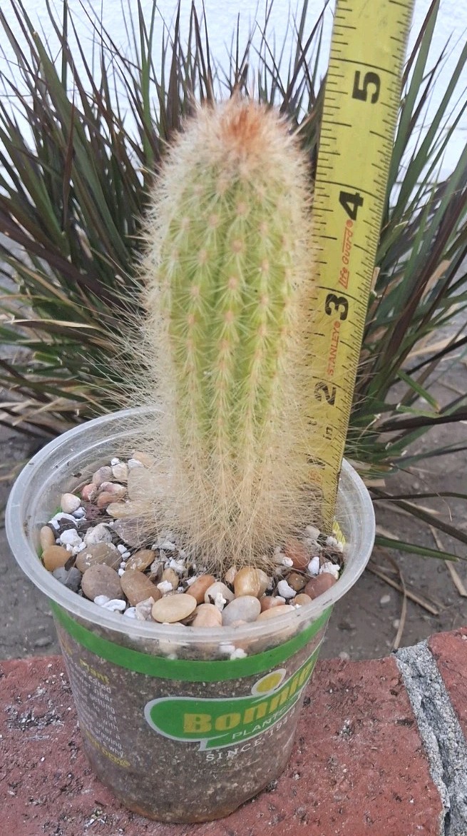 Trixanthocereus Blossfeldiorum Cactus Beautiful Fluff At Base! Red Spines On Top