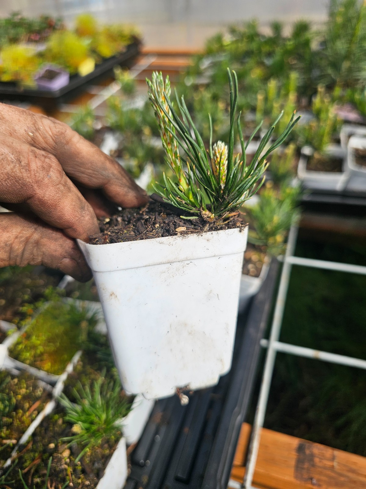 2-PACK small pumillo mugo pine DWARF TREE growing in 3″ pot