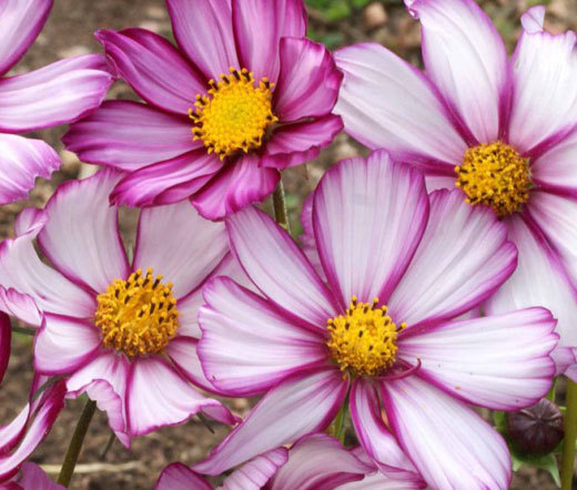 COSMOS CANDY STRIPE Cosmos Bipinnatus – 2,500 Bulk Seeds