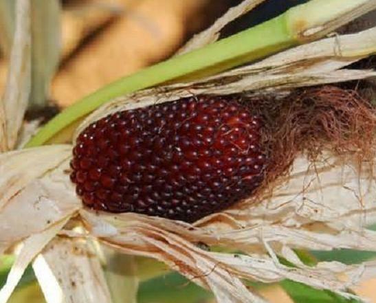 30 RED STRAWBERRY POPCORN SEEDS,Heirloom & NON-GMO Always Fresh Garden Seeds