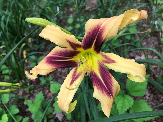 DAYLILY Seeds Mixed Hybrid Hardy