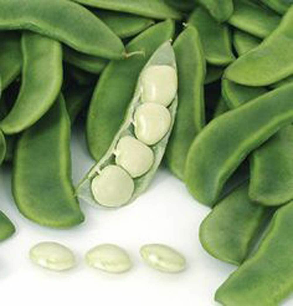 Bean Fordhook Lima Bean Seeds ,”COOL BEANS n SPROUTS”, Brand. Home Gardening