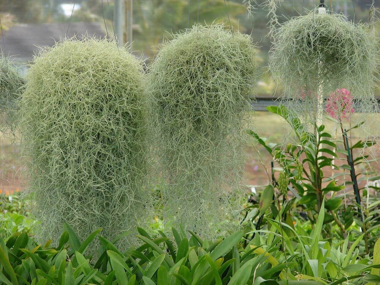 Spanish Moss – Live Spanish Moss Tillandsia Usneoides Hanging Air Plant Live.