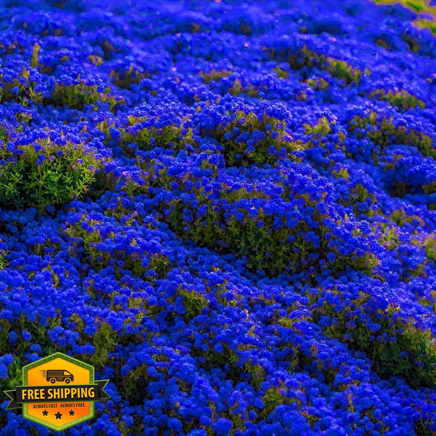 Wivolibe Creeping Thyme Seeds