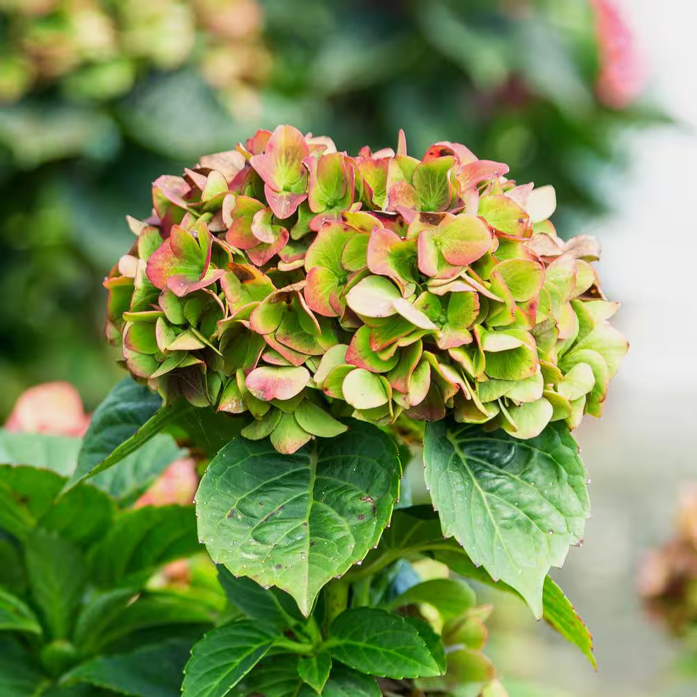 2 Gal. Heart Throb Hydrangea with Cherry Red Flowers in Decorative Container