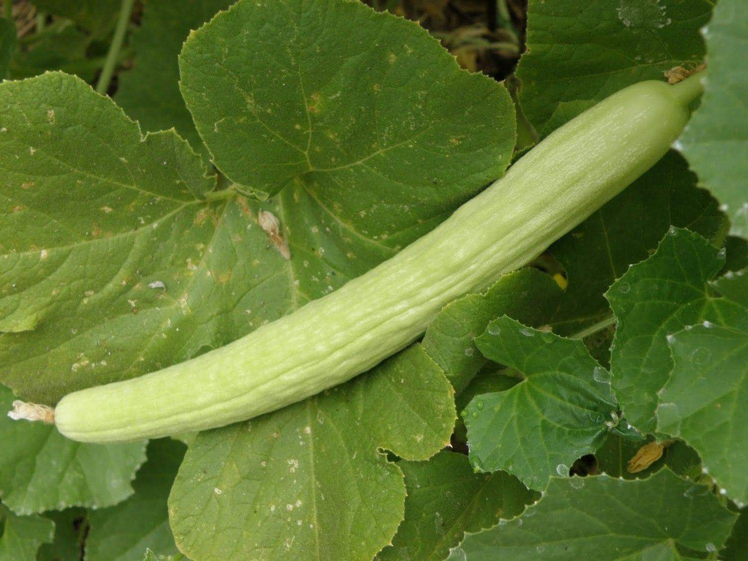 Armenian Cucumber Seeds HEIRLOOM – NON GMO Fresh Seed 4 Your Garden OLD FAVORITE