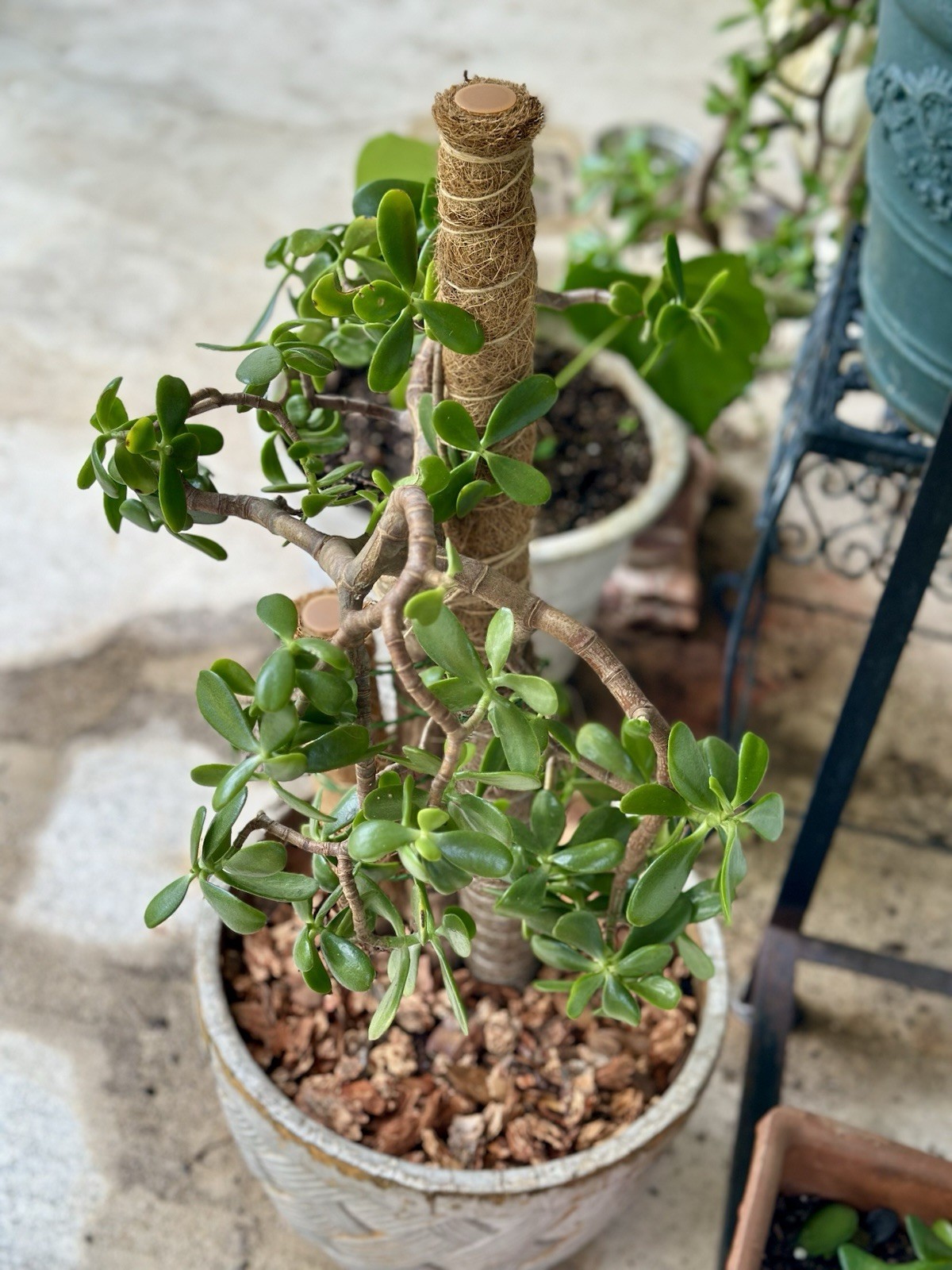 25+ yr old jade plant/money plant/Crassula ovata Trunk 4” thick, 2’+ tall
