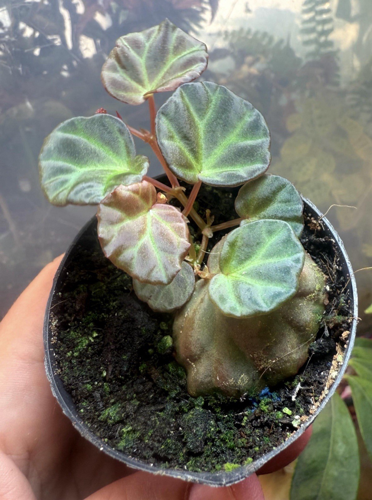 Begonia Sarawak, RARE, Blue Iridescent Leaves, Terrarium, In A 2.5” Pot, exact