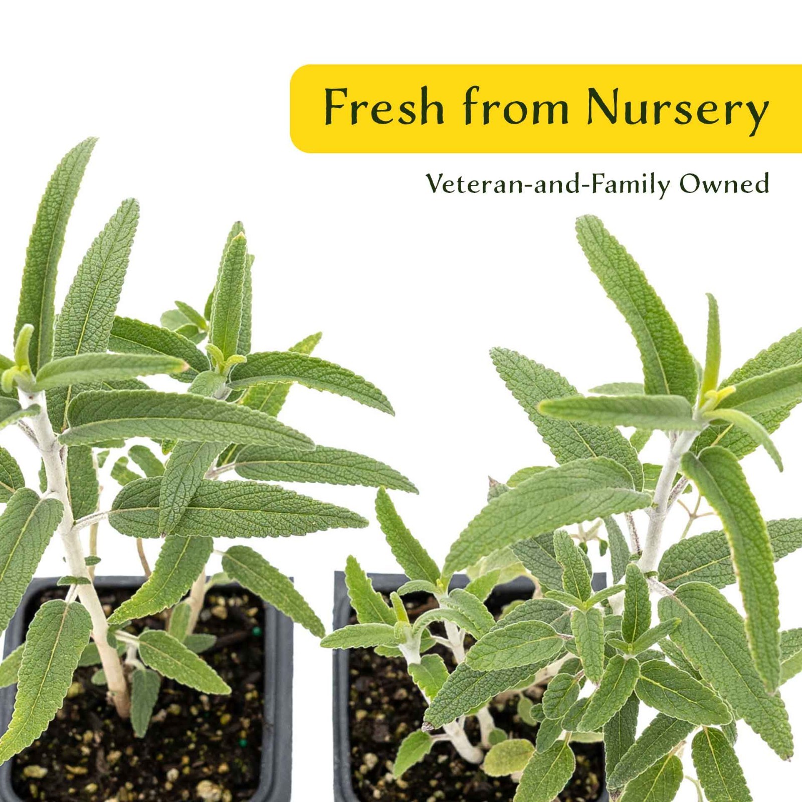 2 Santa Barbara Mexican Sage Plants in 3.5″ Cubes, Live Aromatic Shrub (Salvia)