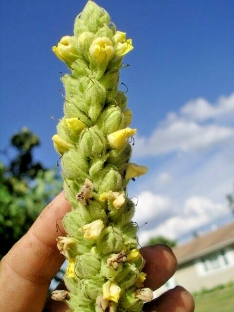 GREAT MULLEIN PLANT ( Verbascum thapsus ) – up to a 5 foot tall flower
