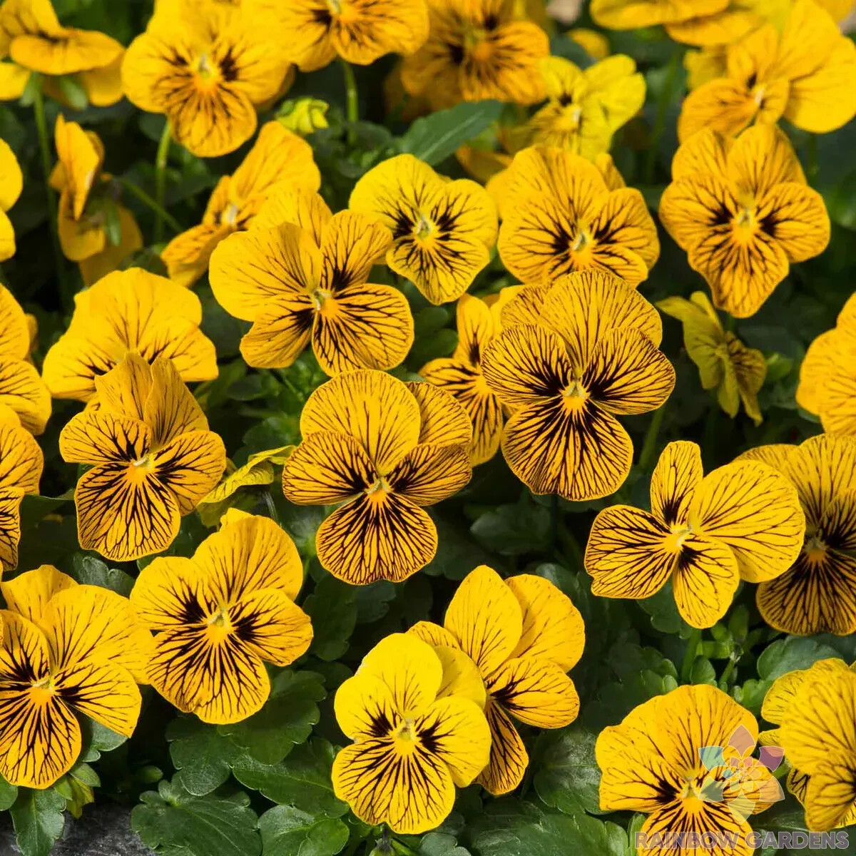 200+ Sorbet Tiger Eye Pansy (Viola) Seeds for Garden – USA – FREE SHIPPING!