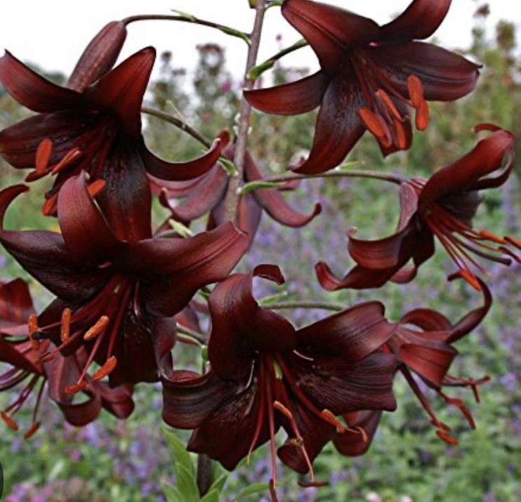 Dark Red/Black Lilium Lily Flowering Outdoor Perennial Plant, 1 Pack
