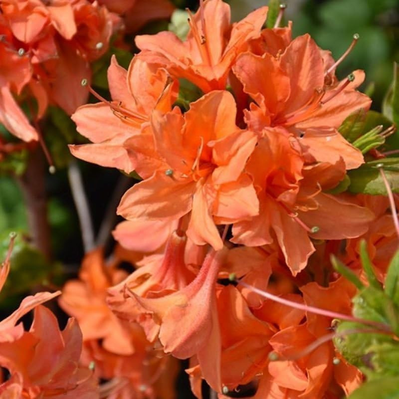 Mixed Azalea Seeds for Planting – 50+ Azalea Flower Seeds Bush Shrub Flowers Pla