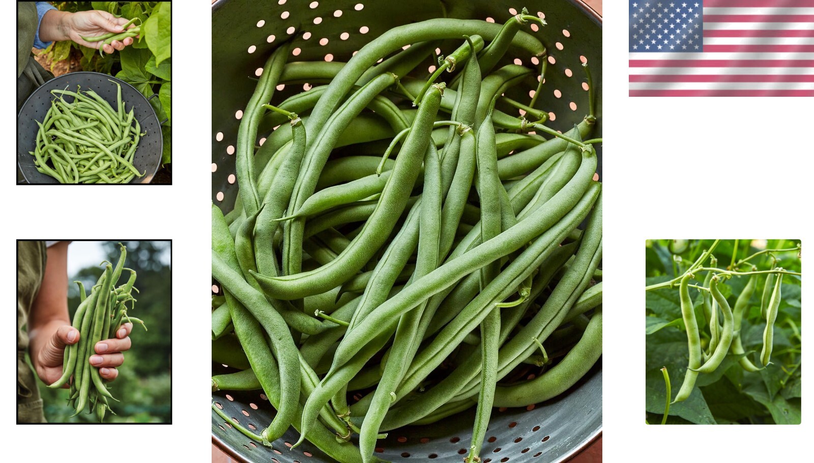 Fast-Growing 8 oz Blue Lake 274 Bush Bean Seeds – Perfect for Fresh Cooking