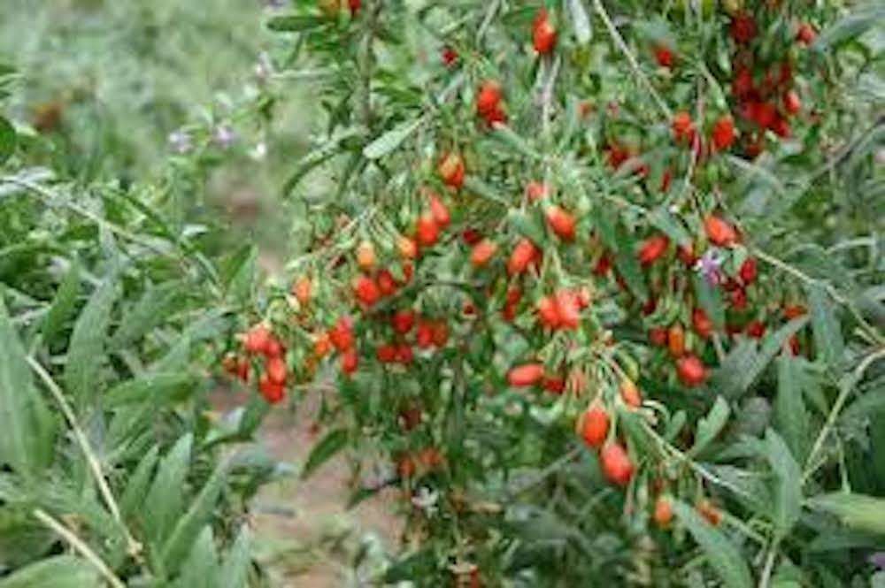 1 Goji Berry Starter Plug Lycium barbarum Fruit