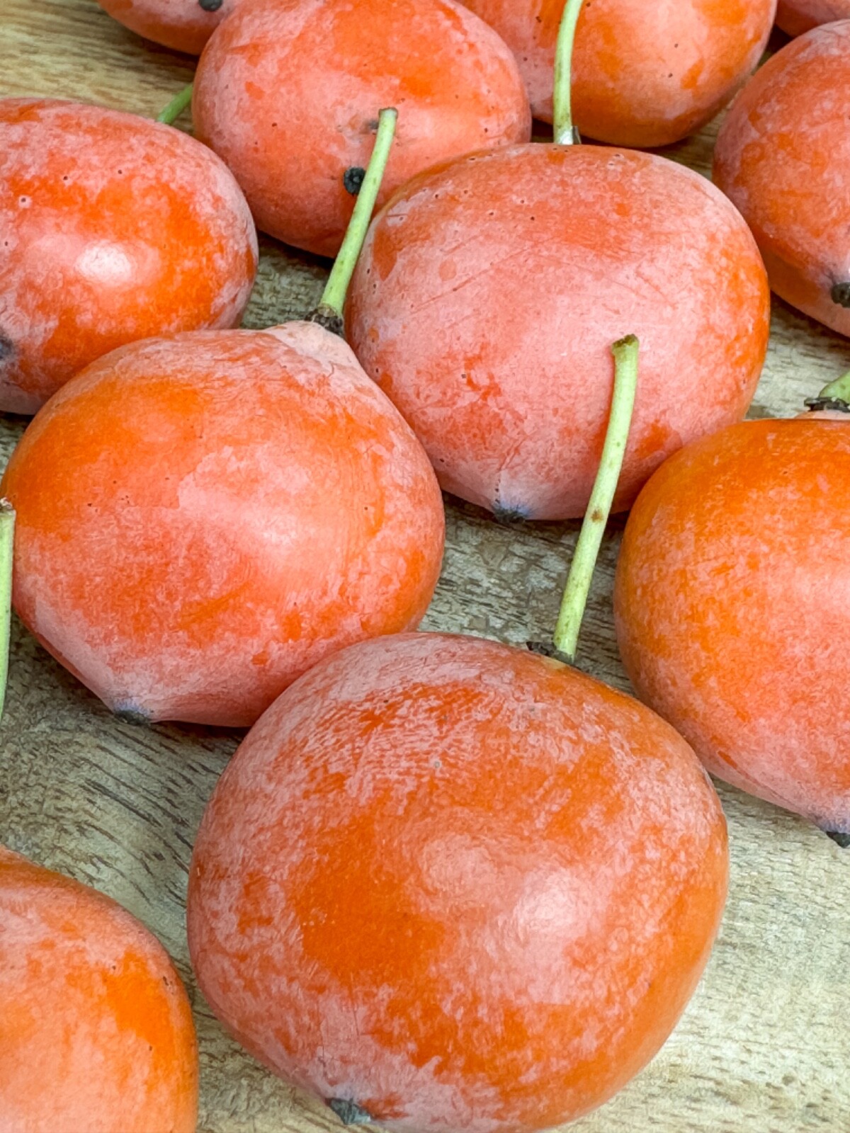 Imbe Garcinia Livingstonei Orange African Mangosteen Tropical Fruit Tree Plant