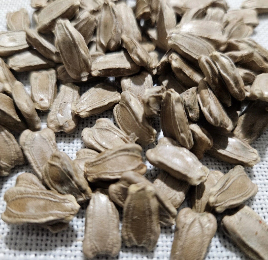 6 type of Seeds. Butternut squash, okra, Malabar Spinach,Kabocha, seminole gourd