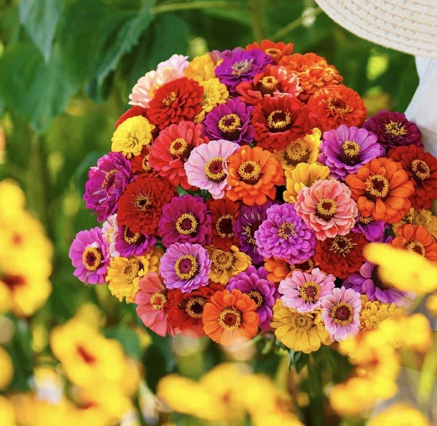 150+ CALIFORNIA GIANTS ZINNIA SEED MIX (Zinnia elegans) | 150 Seeds – USA SELLER