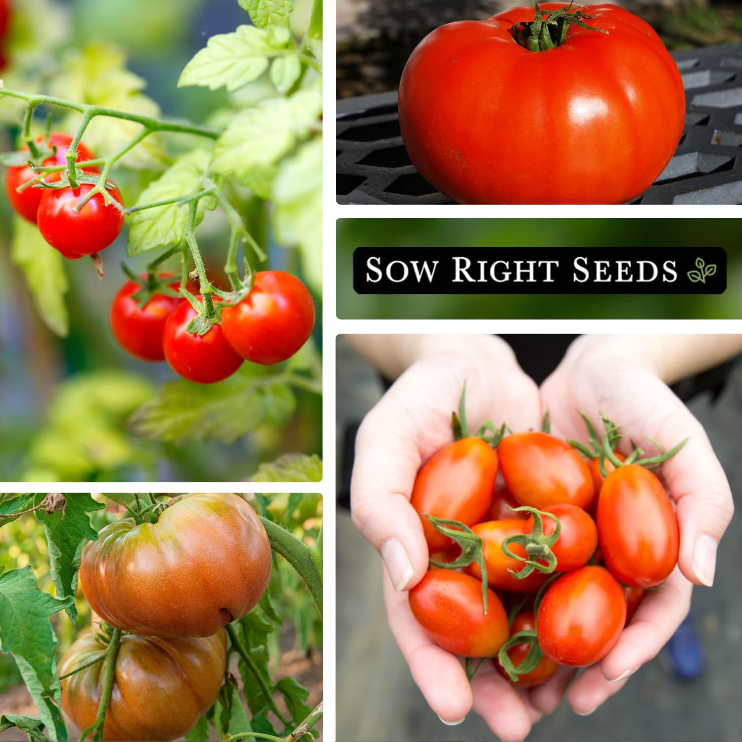 – Classic Tomato Seed Collection for Planting – Cherokee Purple, Beefsteak, Larg