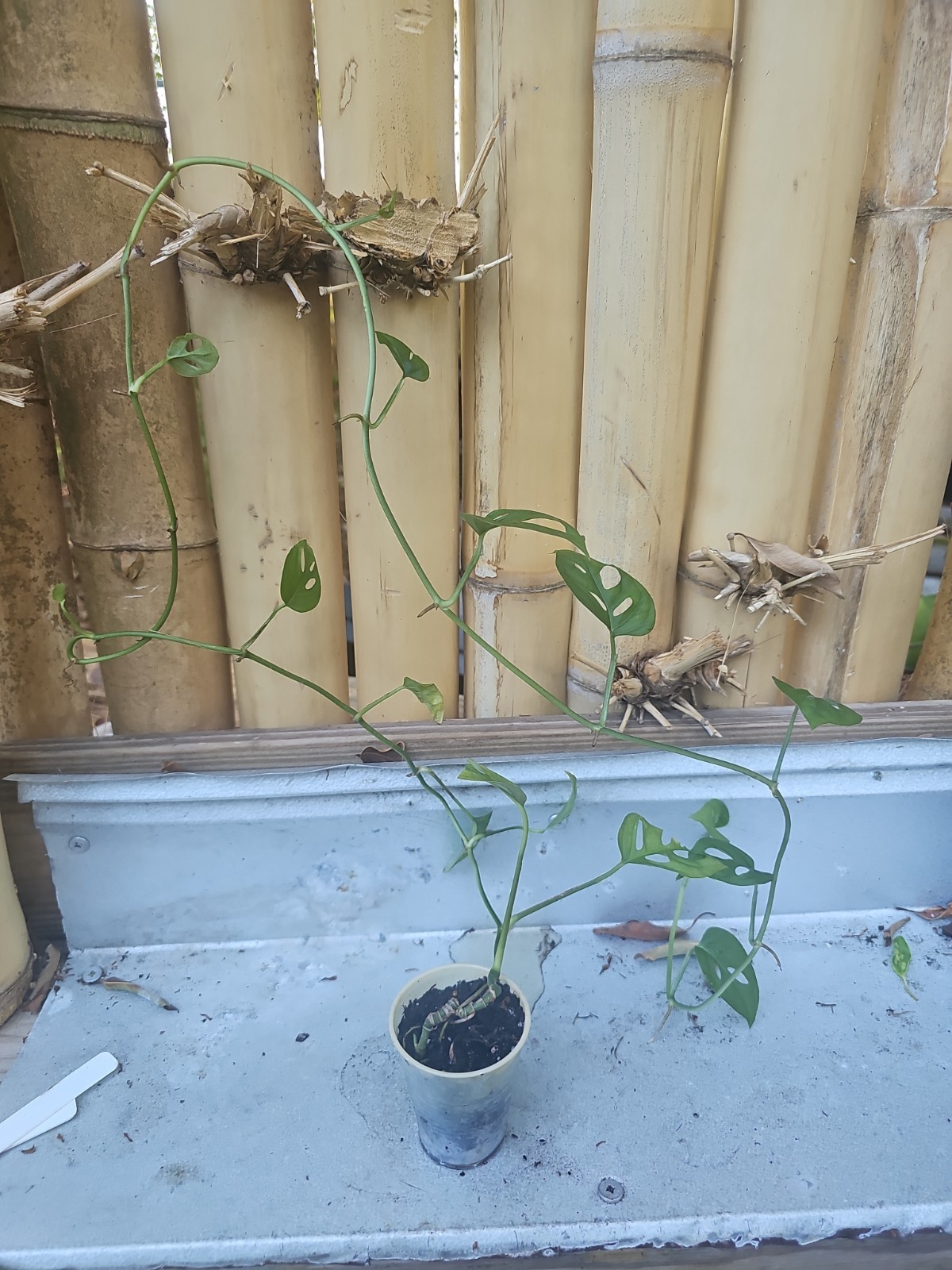 Long Monstera Adansonii 2,5 inch Pot Live Plant Swiss Cheese Plant 46″