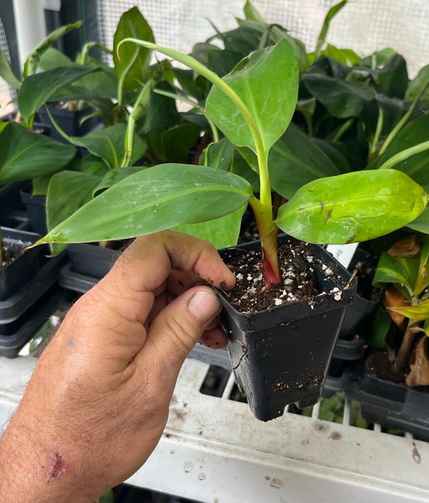 Cuban Red Banana Plant – Live Plant – AKA Red Dacca