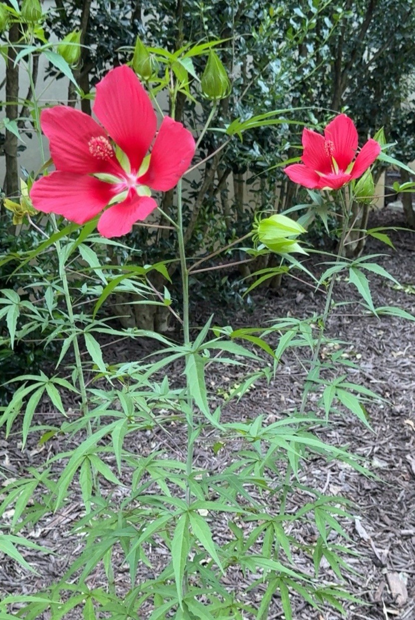 Texas Star Scarlet Red Rose Mallow Hardy Hibiscus Coccineus Native 15 SEEDS