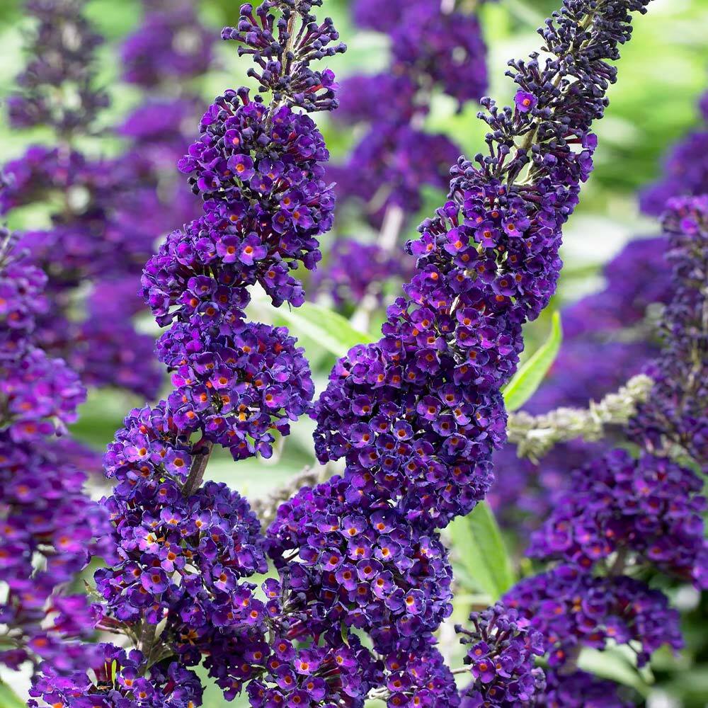 Black Knight Butterfly Live Plant Buddleia Purple Flowering Bush Outdoor 3 Gal