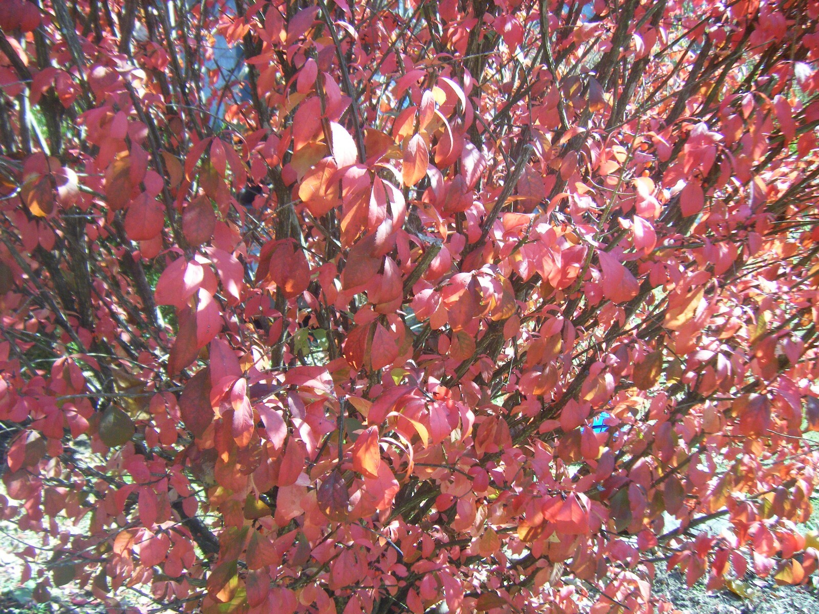 3 Red In Fall Burning Bush Shrubs Plants Beauty Heart PLANTS 5-8 INCHS TALL